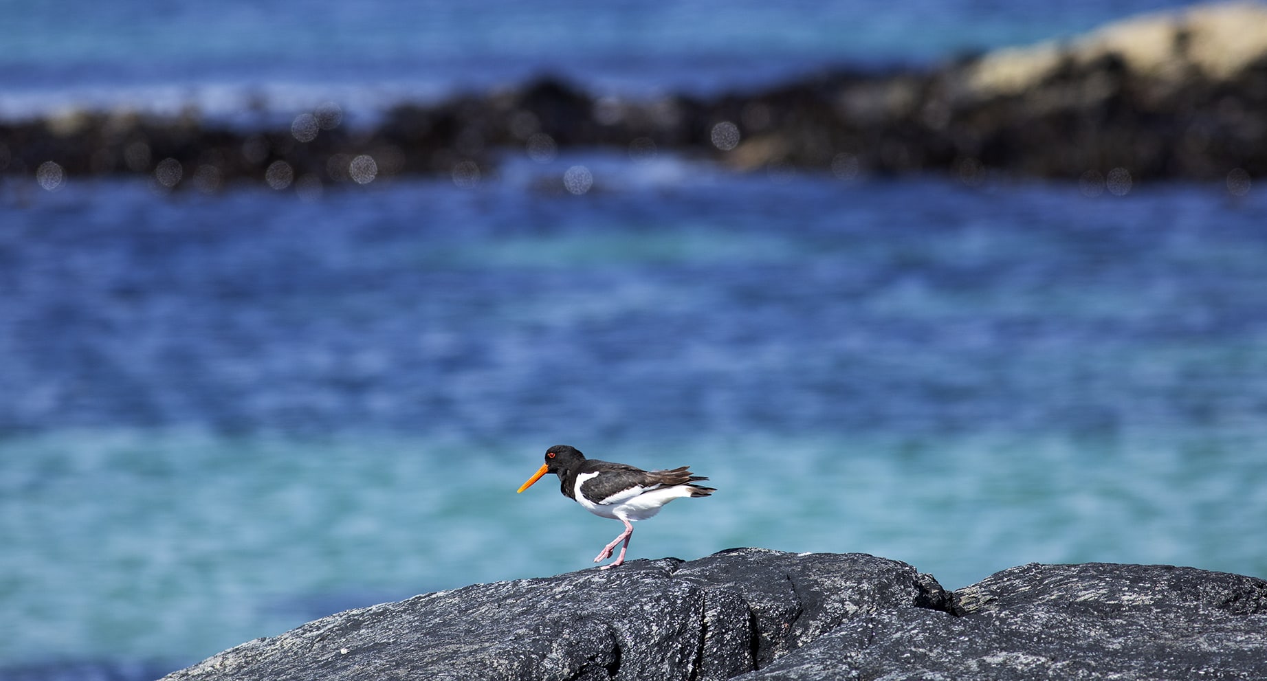 Oystercatcher, photographed by Jade Starmore