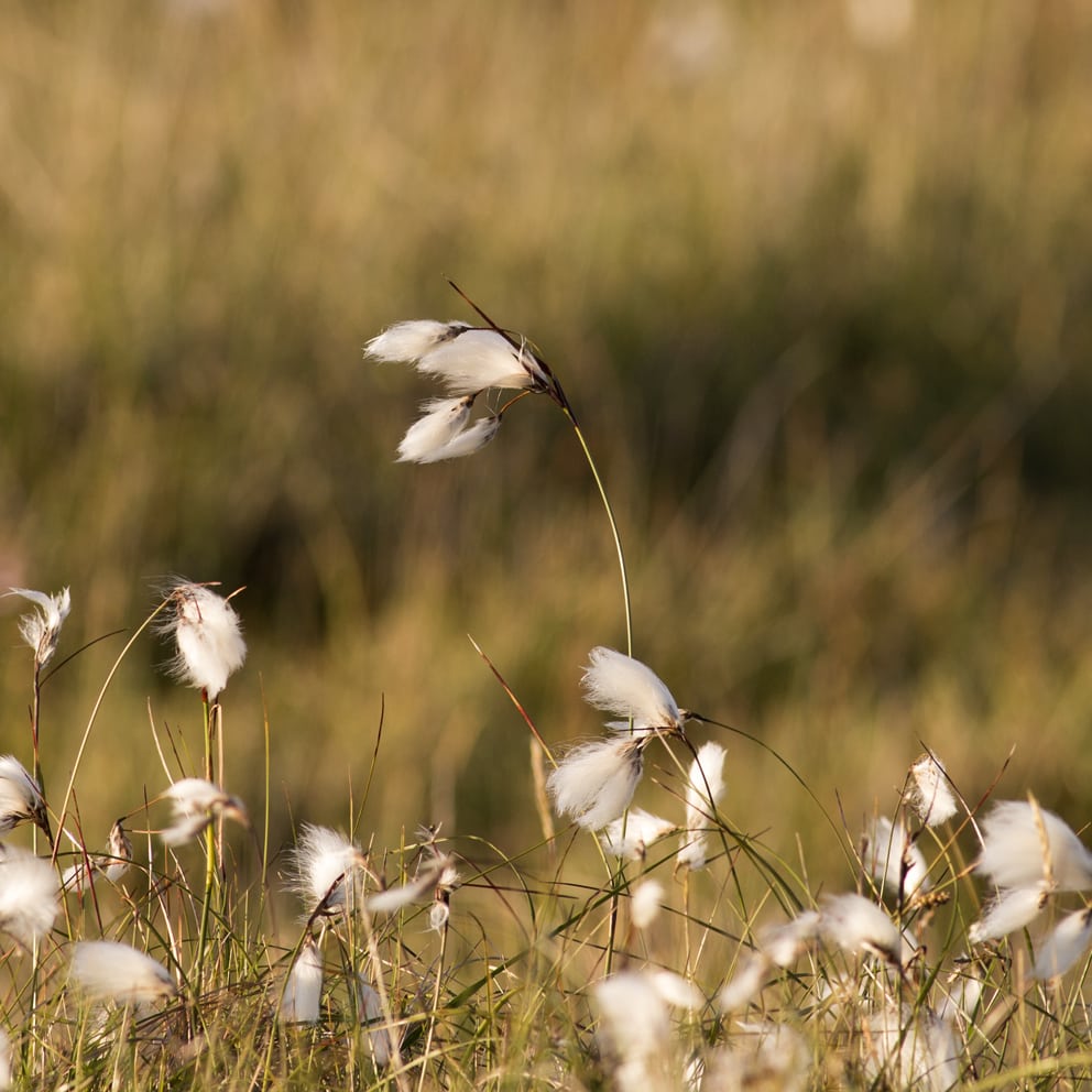 Hebridean Moorland, photographed by Jade Starmore