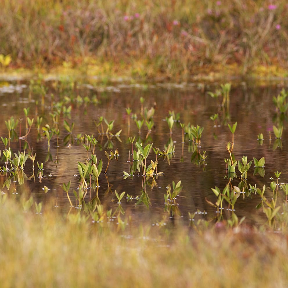 Hebridean Moorland, photographed by Jade Starmore