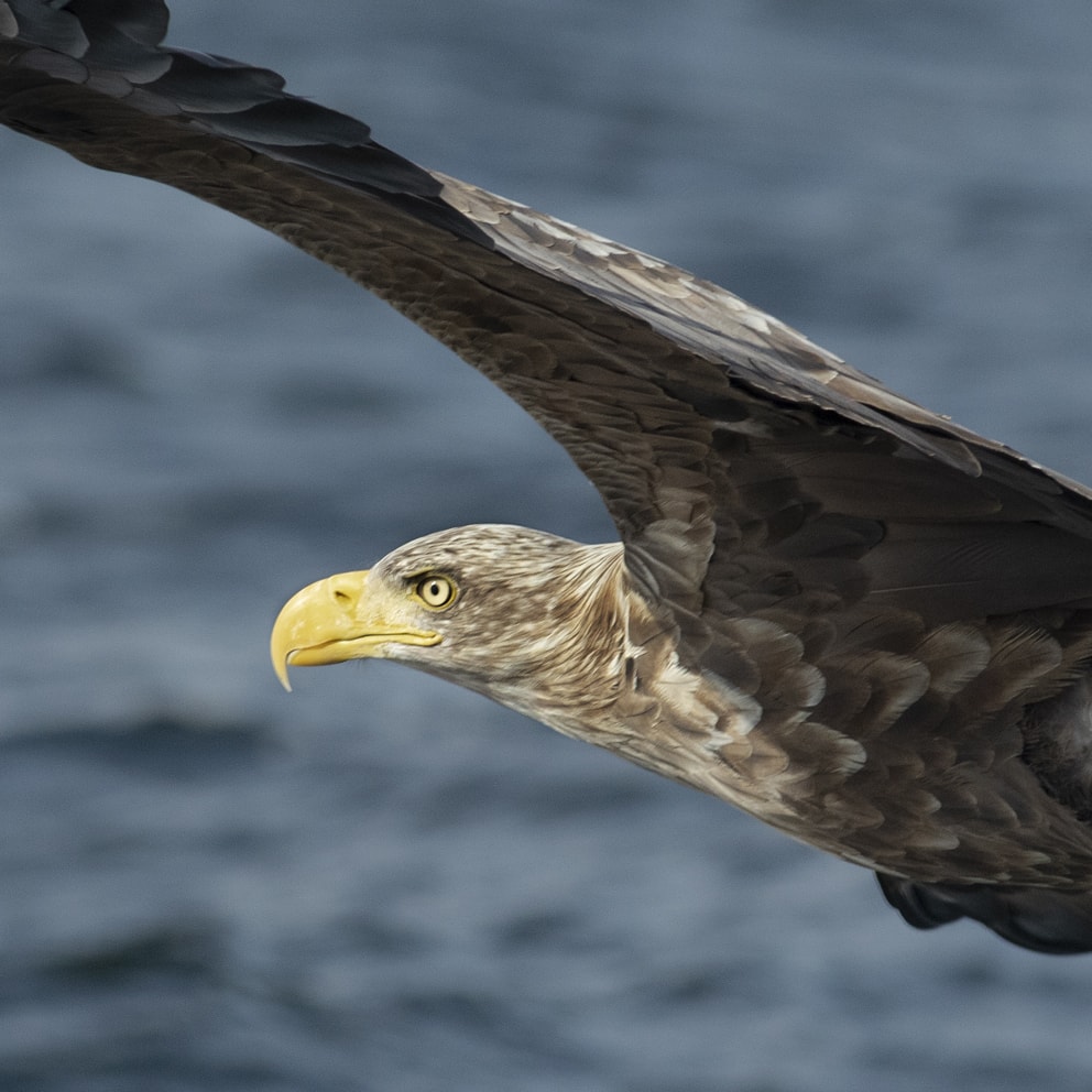 Sea Eagle, photographed by Jade Starmore