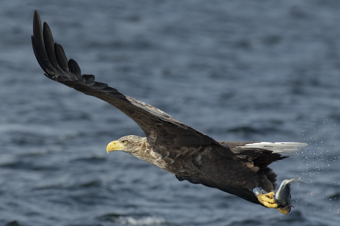 Sea Eagle, photographed by Jade Starmore