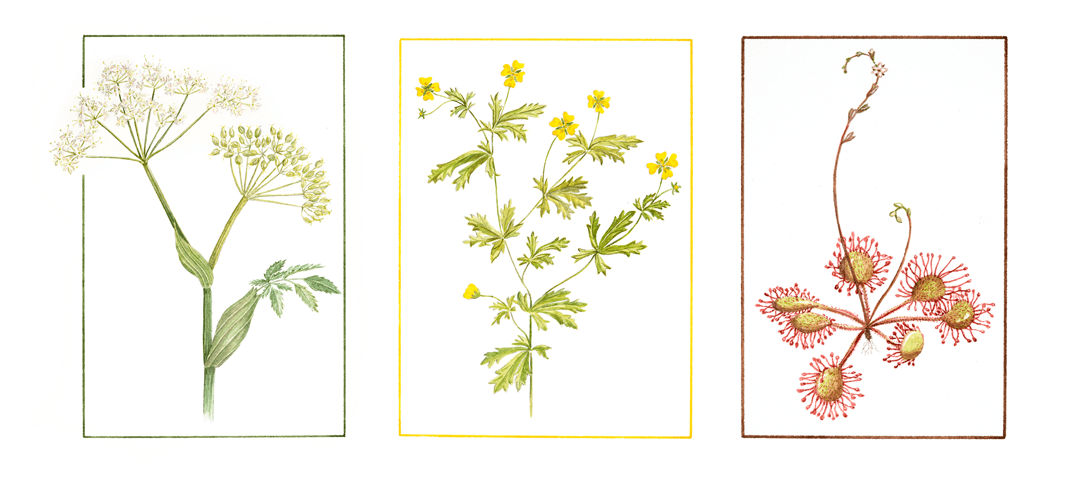 FlowersGrouped02